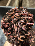 Hand holding a handful of earthworms with soil