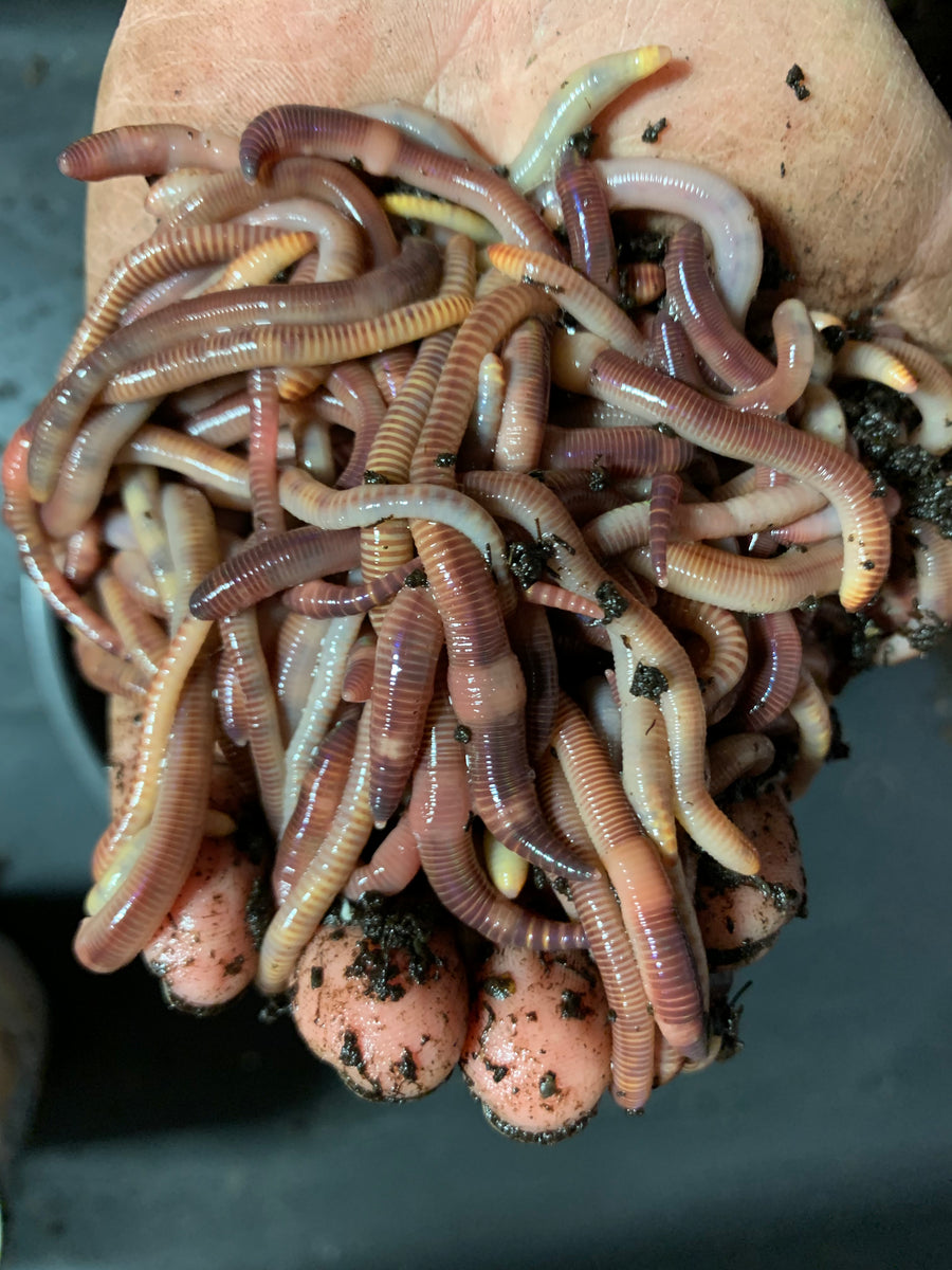 4 x LARGE Punnets – 300 Worms  European Nightcrawlers – Watsonia Worms