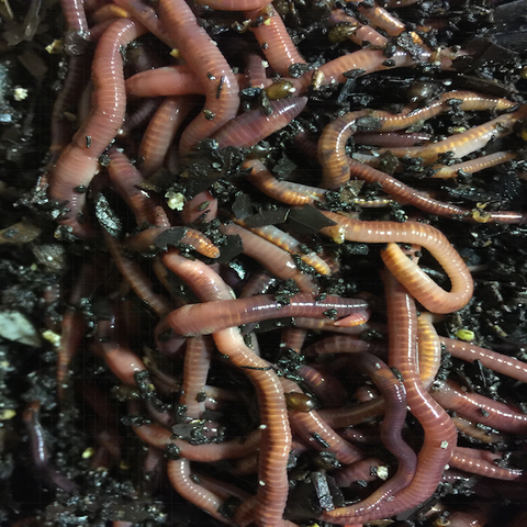 1/2 lbs Louisiana Swamp Worms