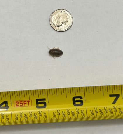 Small Dubia Roaches