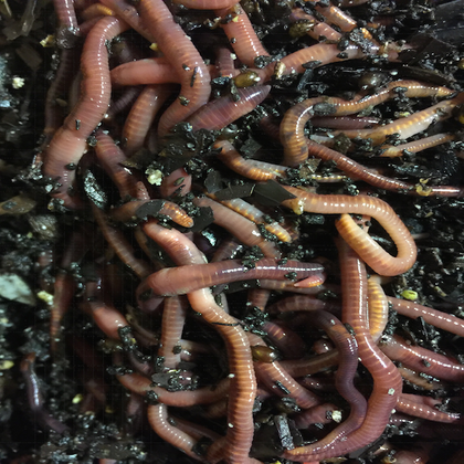 Louisiana Swamp Worms