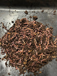 1 lb Red Wigglers