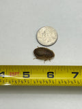 Medium Dubia Roaches QTY 25