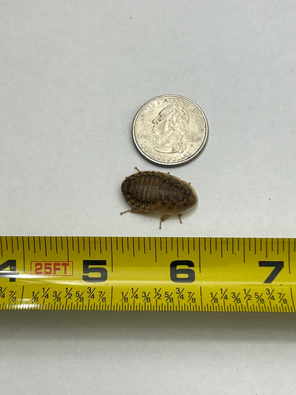 Medium Dubia Roaches QTY 25