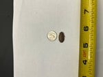 Medium Dubia Roaches QTY 25