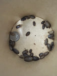 Small Dubia Roaches QTY 50