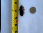 Large Dubia Roaches QTY 100