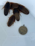 Large Dubia Roaches QTY 100