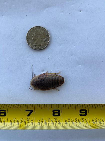 Large Dubia Roaches QTY 25